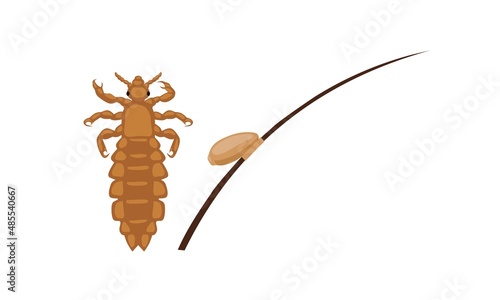 Vector illustration, head lice or Pediculus humanus capitis with eggs stuck to hair, isolated on white background.