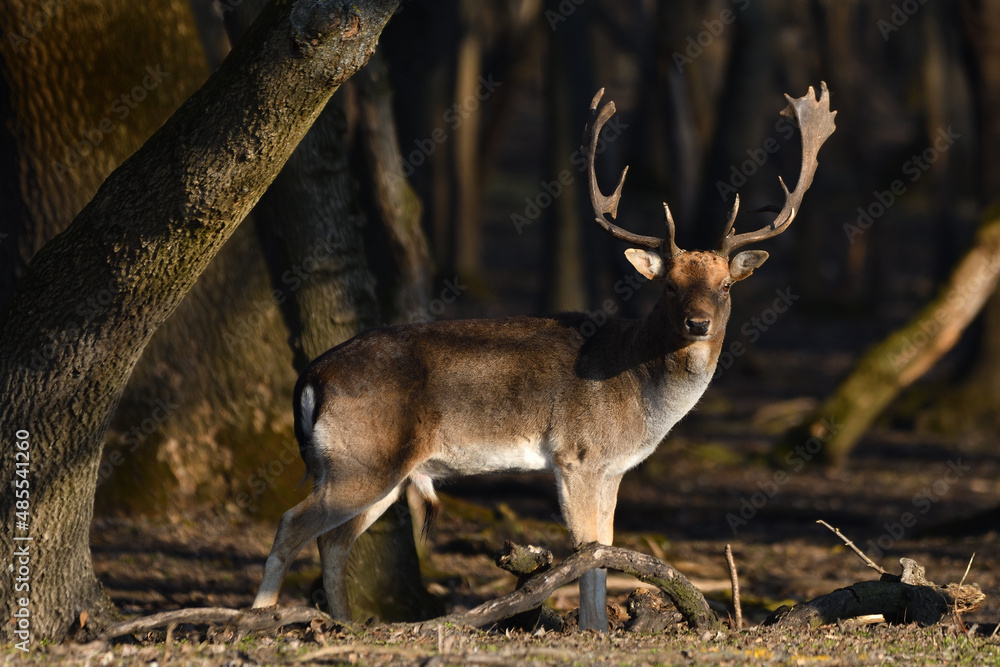Obraz premium Fallow deer in the woods