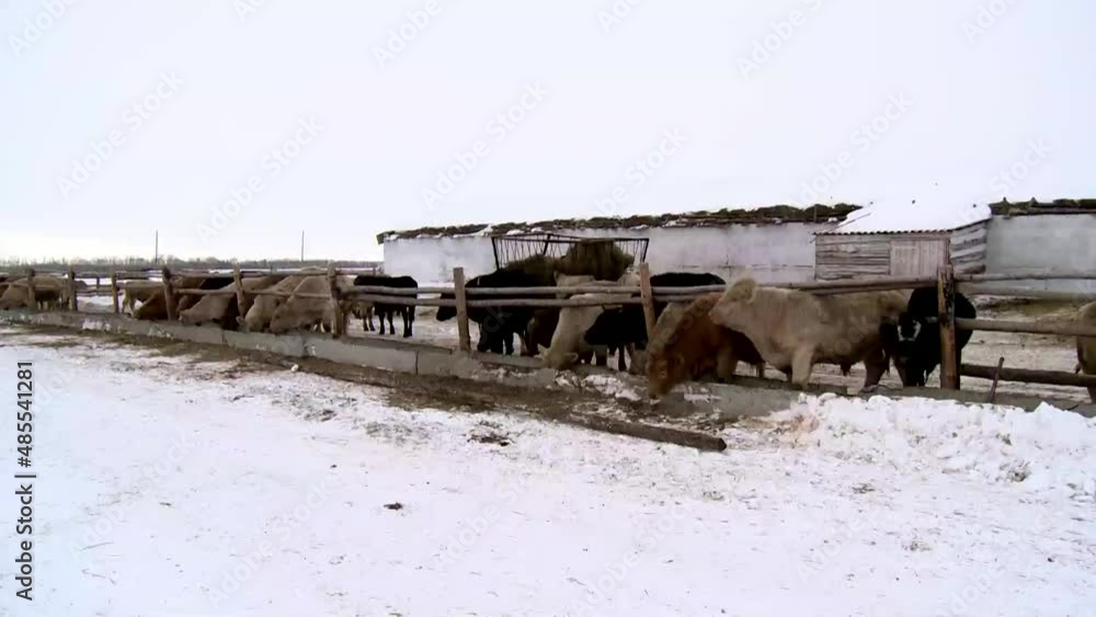 White cows eat grass forage at a ranch farm in winter. White cows eat grass forage at a ranch farm in winter.