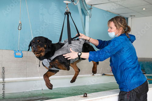 Canvastavla young rottweiler and hydrotherapy