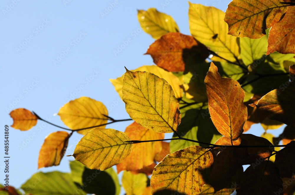 Buchenlaub im Herbst Buchenlaub im Herbst