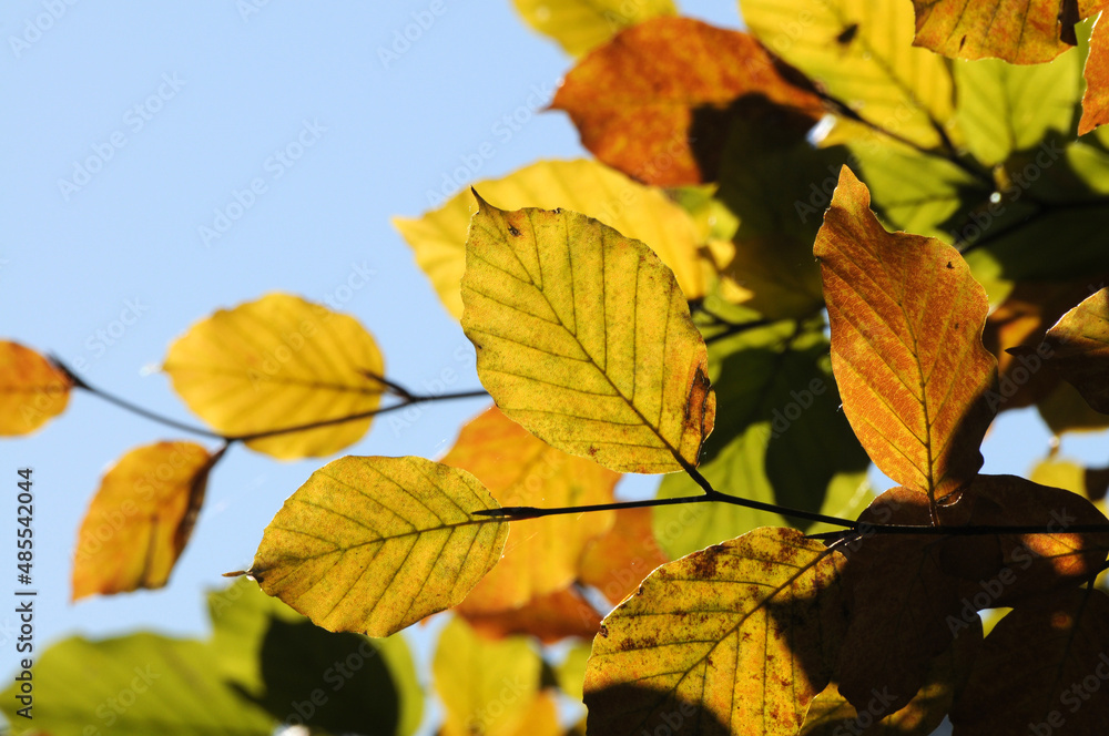 Buchenlaub im Herbst