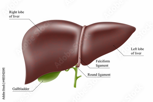 Realistic liver anatomy structure. Vector hepatic system organ, digestive gallbladder organ. Human liver for medical drugs, pharmacy and education design.