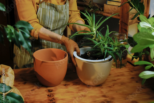 Gardener replanting aloe vera houseplant into ceramic pot. Home gardening, greenery concept. 