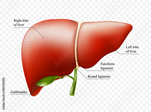 Realistic liver anatomy structure. Vector hepatic system organ, digestive gallbladder organ. Human liver for medical drugs, pharmacy and education design.