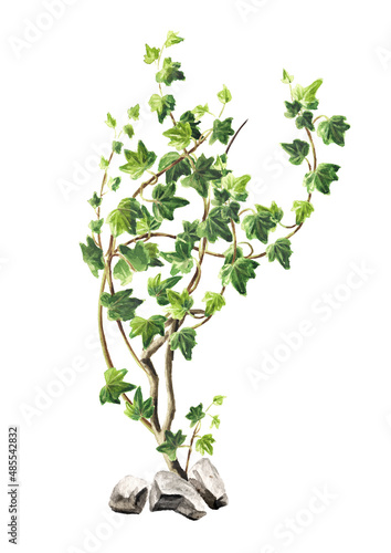 Ivy plant, Hand drawn watercolor  illustration isolated on white background