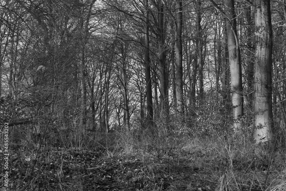 trees in the forest on a autumn day trees in the forest on a autumn day