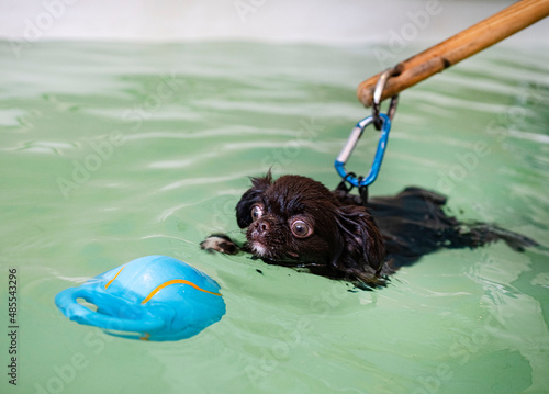 Фотография chihuahua and hydrotherapy