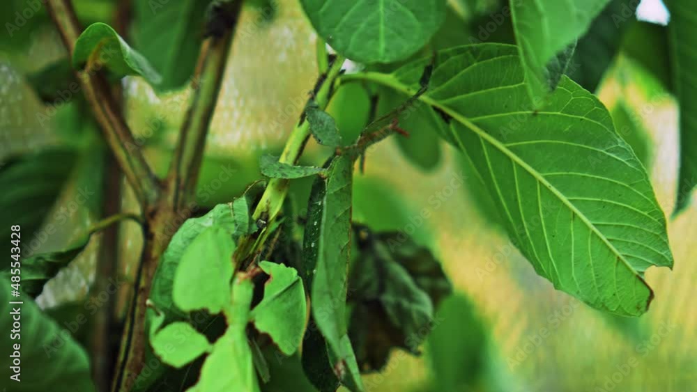 Leaf Insect the green Phylliidae sticking under a leaf and well camouflaged and themes towards the stem Leaf Insect the green Phylliidae sticking under a leaf and well camouflaged and themes towards the stem