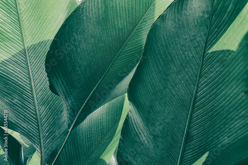 tropical palm leaf, green nature background © pernsanitfoto
