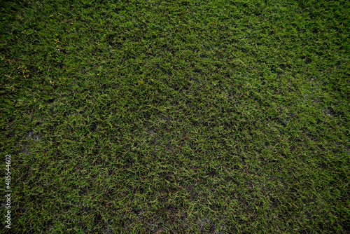 Close up flora in the spring