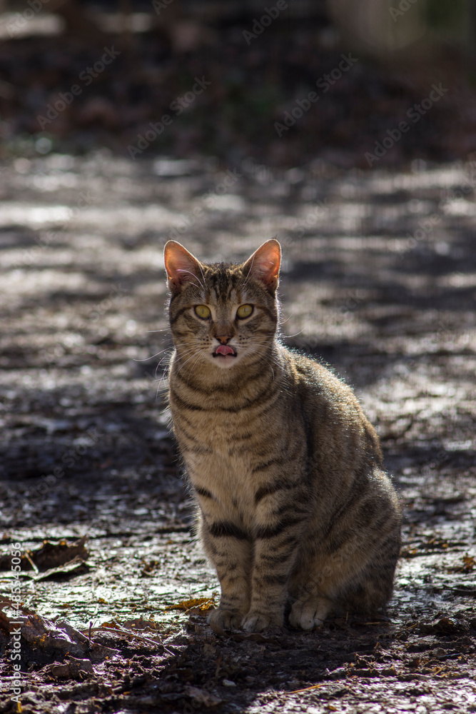 Obraz premium Grey cute cat staring with tongue outside while sitting on the soil outdoor