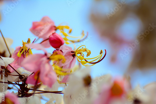 sky, cassia, park, wishing tree, colorful, sakura, botanical, cherry, petal, beauty, stem, shower, bouquet, summer, bright, botany, floral, white, bloom, flora, tropical, thailand, garden, flower