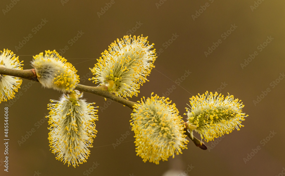 male willow catkins in full bloom male willow catkins in full bloom