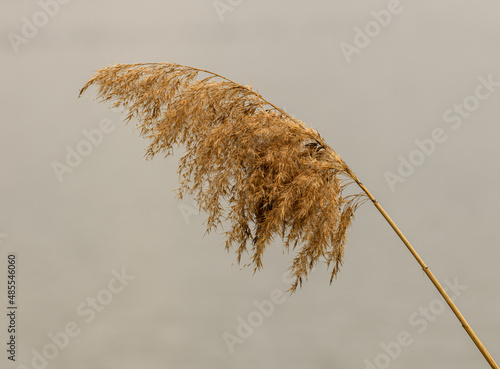 dry inflorescence of common reed (Phragmites australis) photo