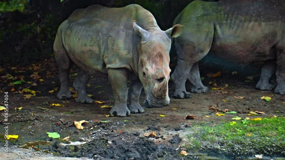 Wild African rhinoceros stay in nature on the ground with forest Wild African rhinoceros stay in nature on the ground with forest