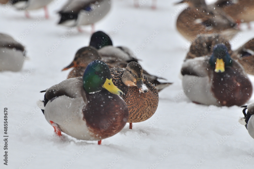 DUCK - A waterfowl with a wide beak, short neck and short, wide-set legs. Wild ducks. Domestic ducks. DUCK - A waterfowl with a wide beak, short neck and short, wide-set legs. Wild ducks. Domestic ducks.