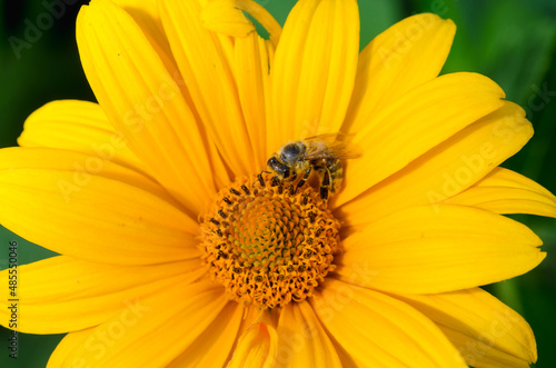 Bee pollinates a yellow flower.