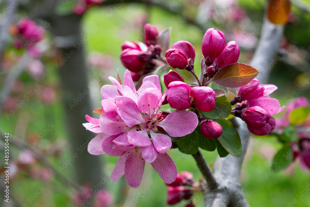 Obraz premium close-up of spring apple blossoms Malus profusion - crabapple pink flowers closeup. Blooming crabapples crab apples, crabtrees or wild apples