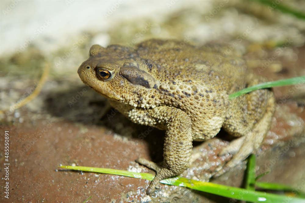 The toad is sitting on the surface. The study of amphibian animals. Fauna and zoology. The toad is sitting on the surface. The study of amphibian animals. Fauna and zoology.