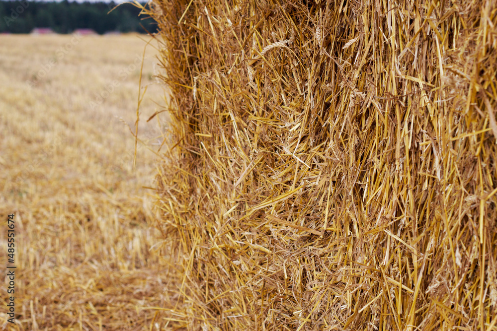 wheat field with straw bale after harvesting wheat field with straw bale after harvesting