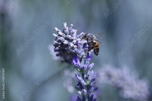 Çiçek üzerinde arı © MEHMETBULENT