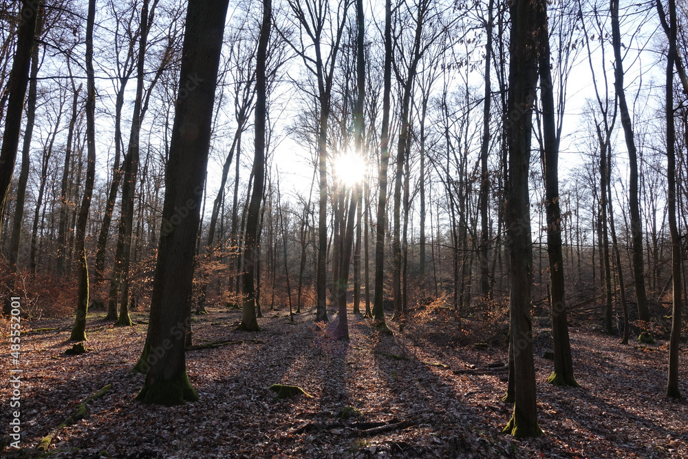 Naklejka premium Wald im Gegenlicht