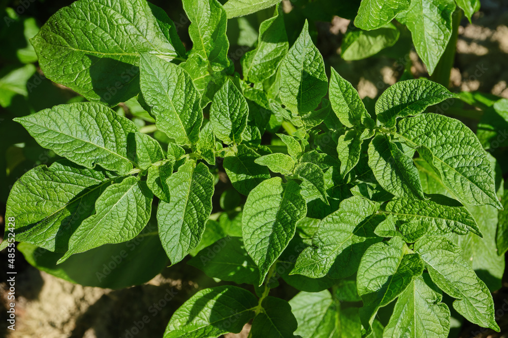 Potato leaves grow in the ground. Green bushes of potato sprouts. Potato plant field. Shallow depth of field