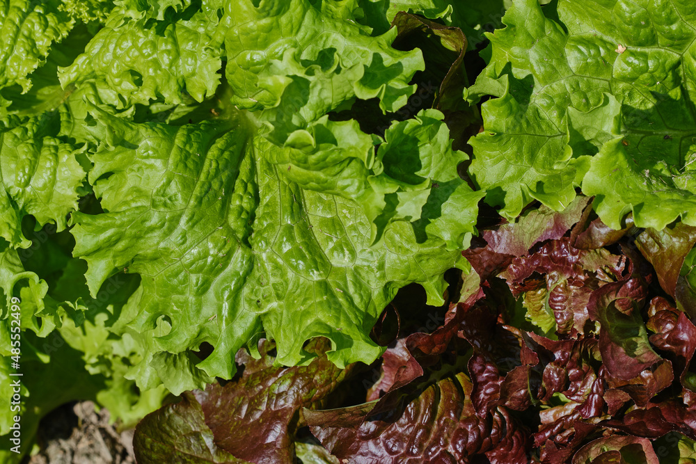 Organic salad growing in the garden. Lettuce plant growing in a farm field. Leaf lettuce field. Shallow depth of field Organic salad growing in the garden. Lettuce plant growing in a farm field. Leaf lettuce field. Shallow depth of field