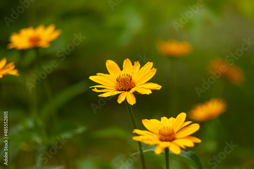 spring yellow flowers on green blurred background