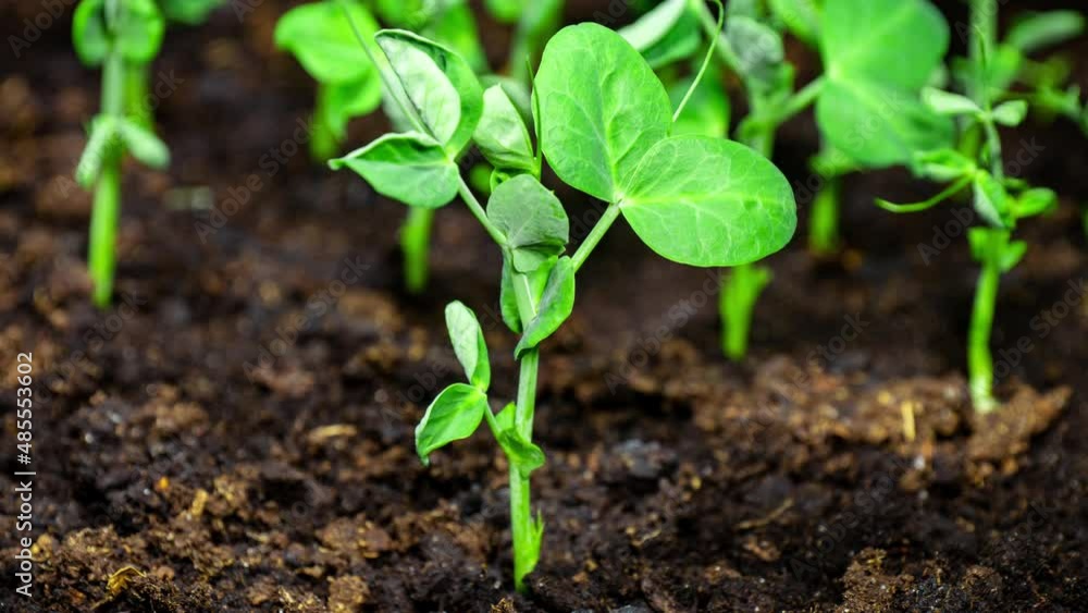 Pea Sprouts Grows Fast in Time Lapse Video. Microgreens Seedlings in Pot. Germination Newborn Pea Plant in Greenhouse. Vegan Food and Restaurant Dish Decoration Pea Sprouts Grows Fast in Time Lapse Video. Microgreens Seedlings in Pot. Germination Newborn Pea Plant in Greenhouse. Vegan Food and Restaurant Dish Decoration