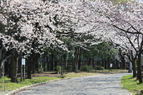 桜並木