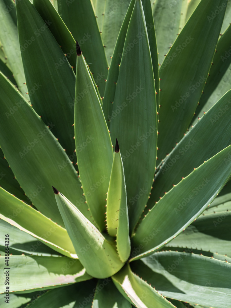 Fototapeta premium Succulent plant close-up, thorn and detail on leaves of Agave plant