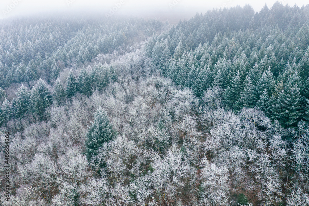 Une forêt de feuillus et conifères givrée Une forêt de feuillus et conifères givrée