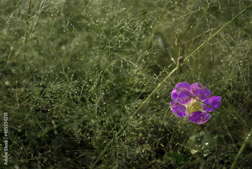 A Pink flower in the Cyrtococcum patens field photo