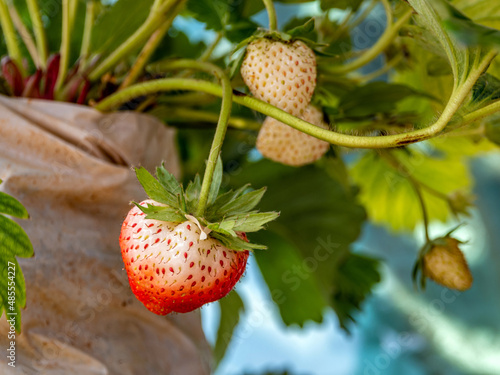 Fresh strawberries have not been collected from a strawberry plant