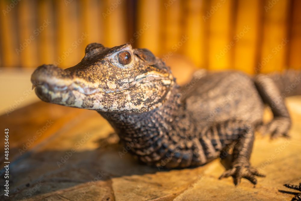 Obraz premium Crocodilles in the crocodille zoo in Prague, Czech Republic 
