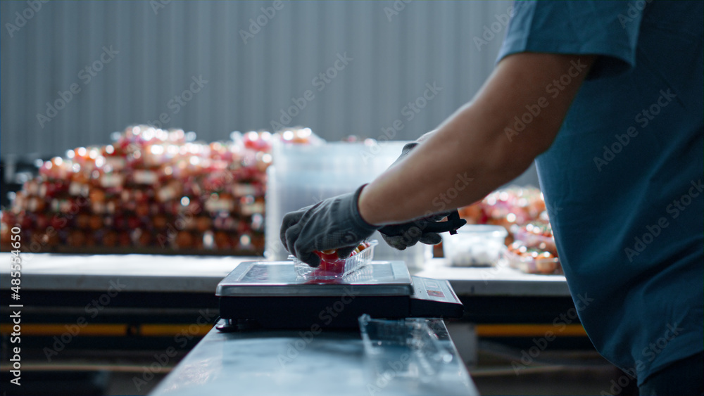 Worker packing tomatoes scales weighting organic food in horticultural workplace