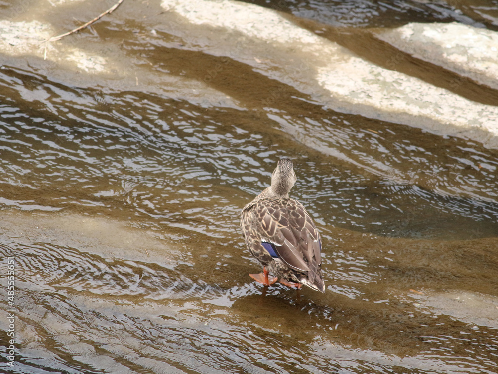 Fototapeta premium カルガモの後ろ姿