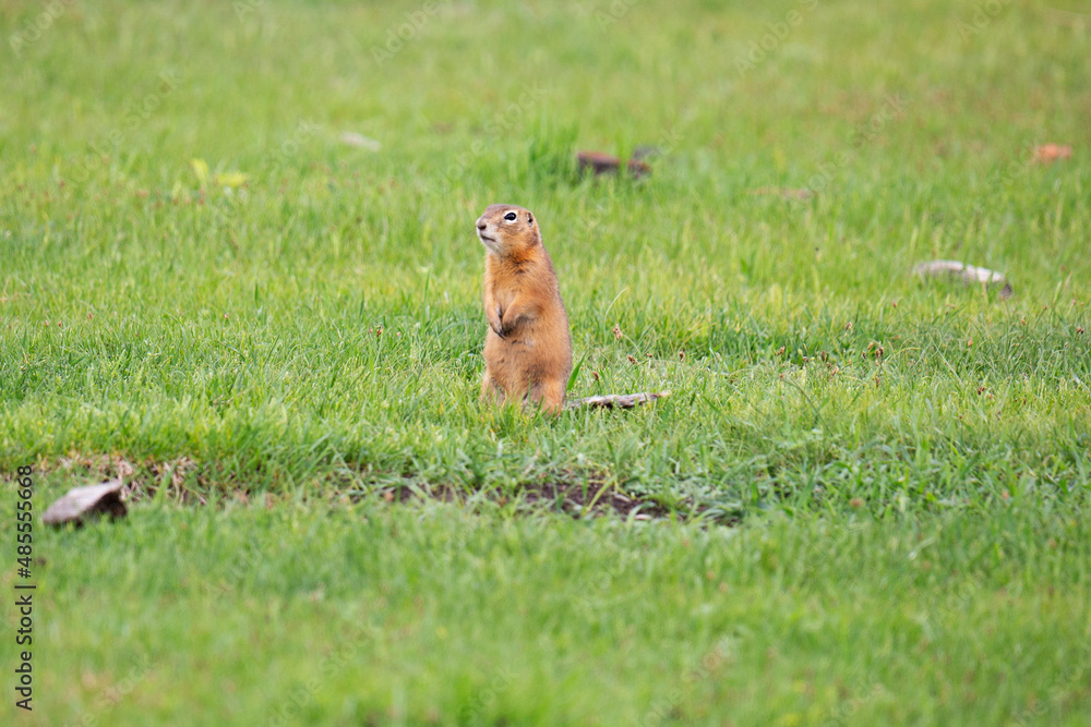 Gopher stands in the grass on a summer day Gopher stands in the grass on a summer day