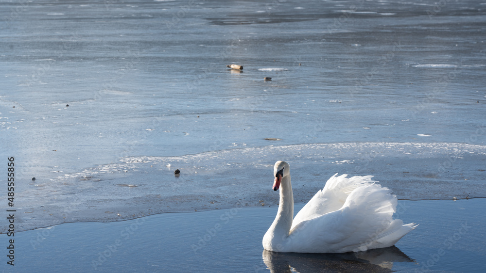 Naklejka premium Waterside swan