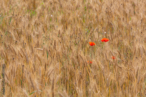 Blooming poppies on a ripe wheat field