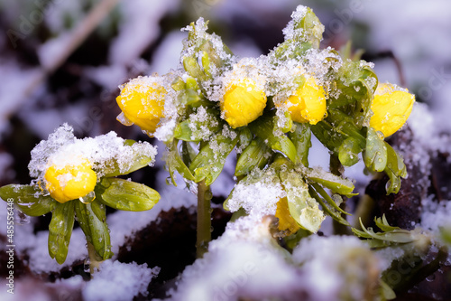 blühende Winterlinge im Februar verkünden den nahenden Frühling