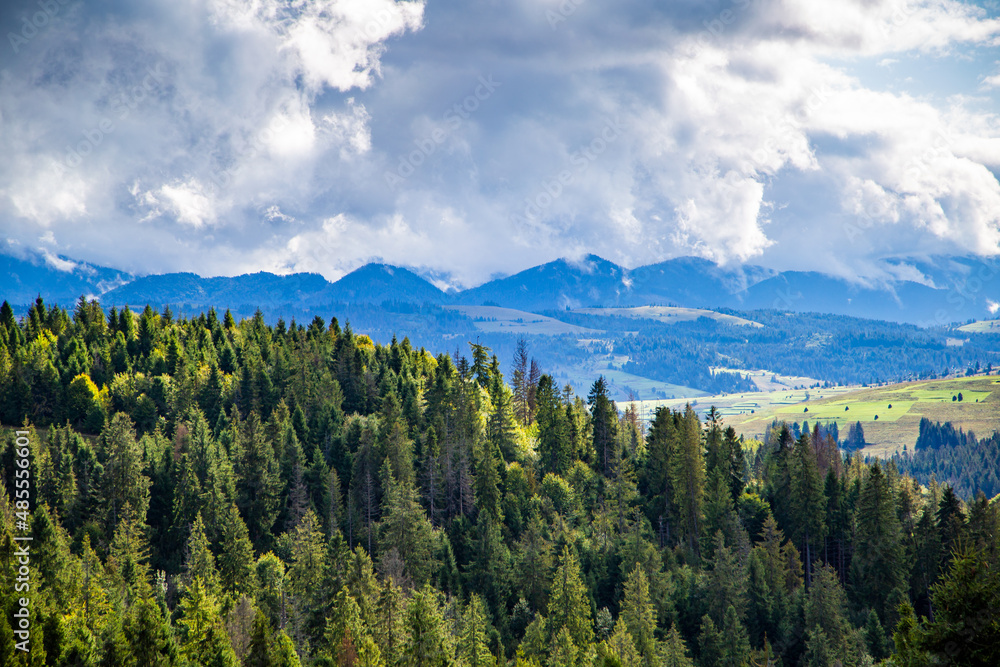 pine trees on top of the mountain on a background of distant mountains in the fog and clouds. spring nature scenario.