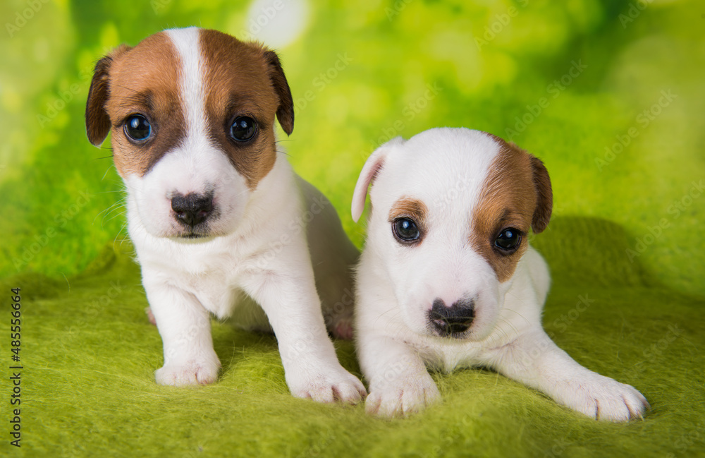 Two cute jack russell terrier puppies sitting on green background