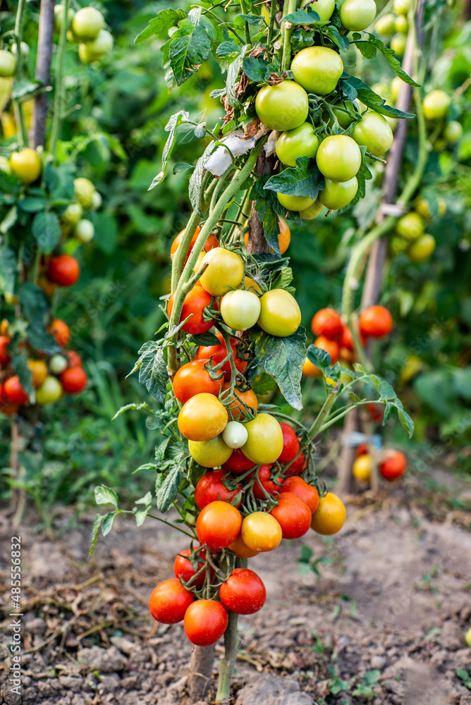 eco tomatoes. tomatoes ripen in the garden on a summer day. fresh produce grows in the vegetable garden.