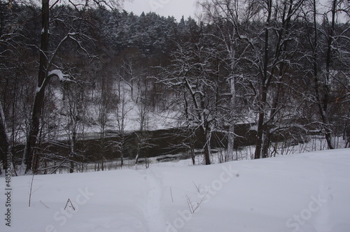 Winter forest in Podolsk