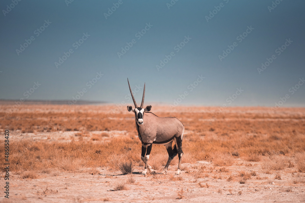 oryx oryx