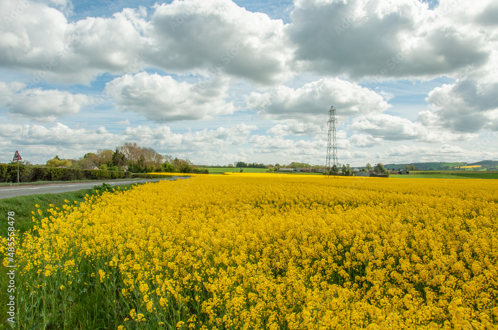 Canola yellows in the summertime. Canola yellows in the summertime.