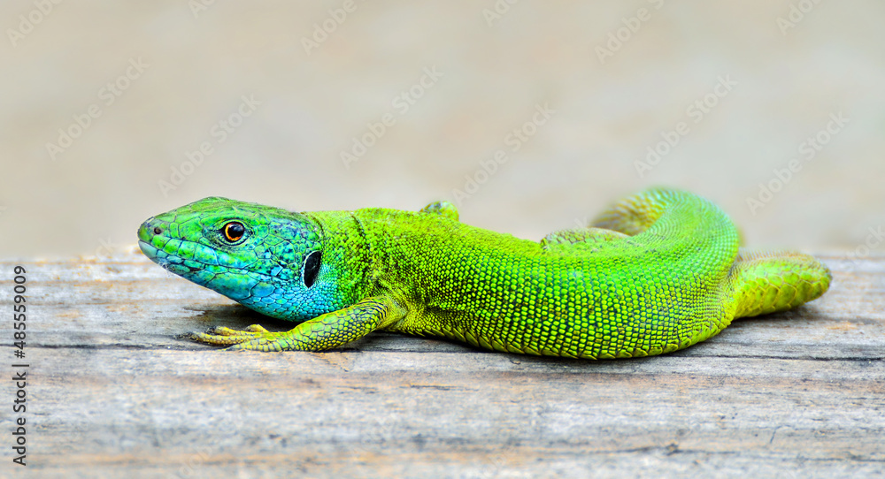 Fototapeta premium Green and blue male lizard closeup